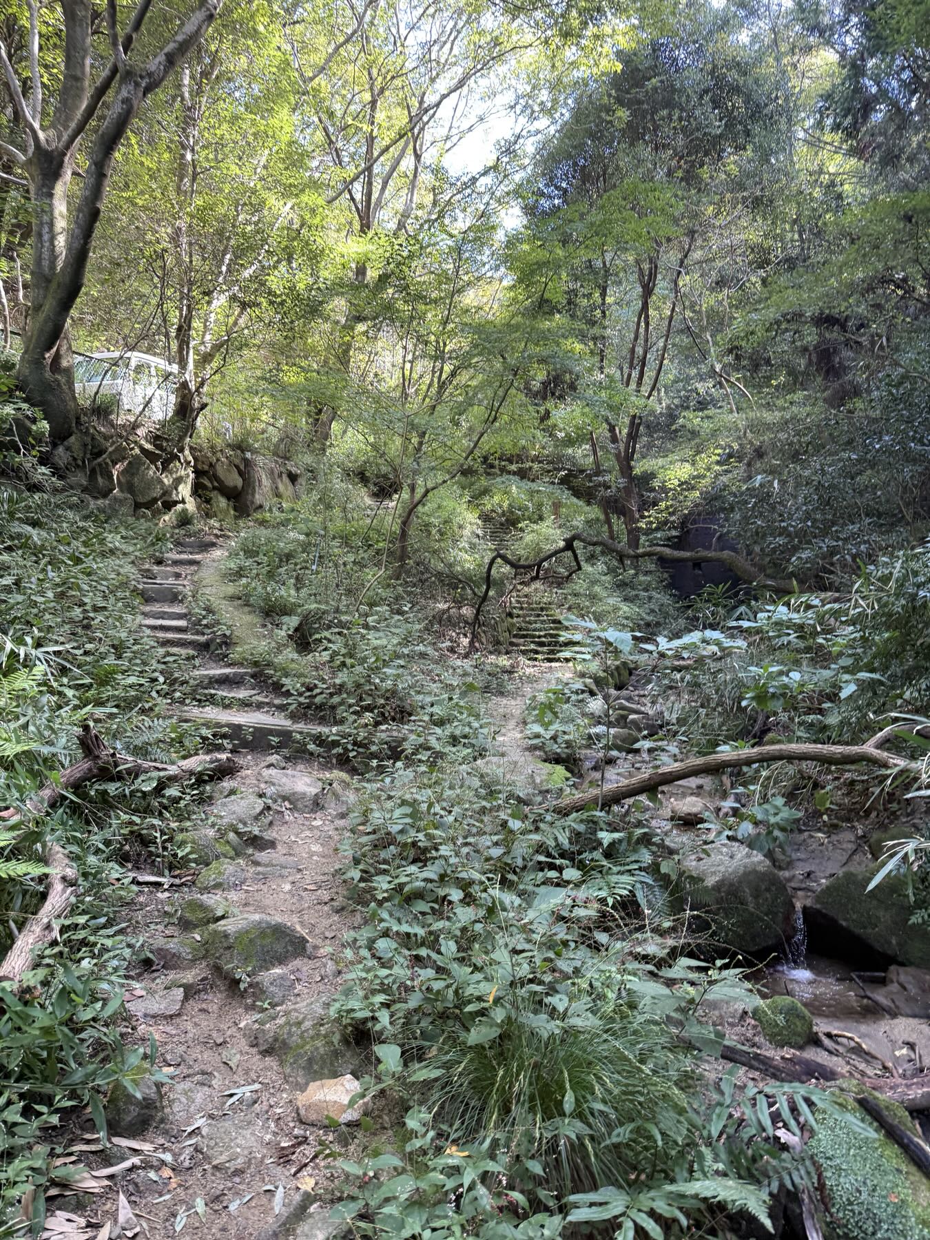 Stone steps on a forest trail beside a mountain stream